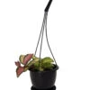 Tricolor Wax Plant - Hoya Tricolor - 4.5" Black Hanging Basket