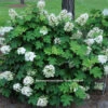 Pee Wee Oakleaf Hydrangea Perennial - Dwarf White - 4" Pot