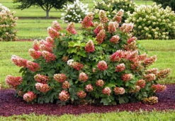 Ruby Slippers - Dwarf Oakleaf Hydrangea Bush - 4" Pot -Plant Shop hydangearubyslippers4 87518.1615344552