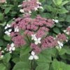 Invincibelle Lace® - Smooth Hydrangea - Pink Blooms - 4" Pot - Proven Winners