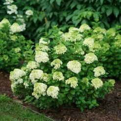Little Lime Punch™ - Panicle Hydrangea - Proven Winners - 4" Pot -Plant Shop hydrangea little lime punch 2 1080 1080 60 42734.1642557223