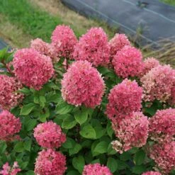 Little Lime Punch™ - Panicle Hydrangea - Proven Winners - 4" Pot -Plant Shop hydrangea little lime punch 6 1080 1080 60 15578.1642557224