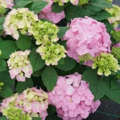LET’S DANCE SKY VIEW® - Hydrangea - Reblooming - Proven Winners - 4" Pot
