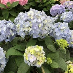 LET’S DANCE SKY VIEW® - Hydrangea - Reblooming - Proven Winners - 4" Pot -Plant Shop hydrangea macrophylla lets dance sky view 3 1080 1080 60 19740.1688078406