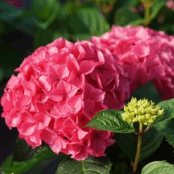 LET’S DANCE LOVEABLE™ - Bigleaf Hydrangea - Proven Winners - 4" Pot