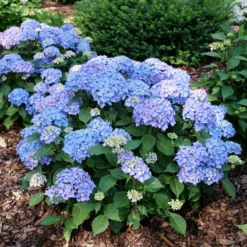 LET’S DANCE LOVEABLE™ - Bigleaf Hydrangea - Proven Winners - 4" Pot -Plant Shop hydrangea macrophylla lets dance loveable p1196054 800x800 fd20d88 43227.1688078408