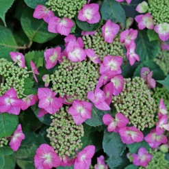 TUFF STUFF TOP FUN™ - Mountain Hydrangea - Hydrangea Serrata - 4" Pot -Plant Shop hydrangea serrata tuff stuff top fun p1195299 800x800 169fc80 82717.1678996087