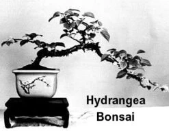 Vining Hydrangea Plant - Hydrangea Petiolaris - Shade - 4" Pot -Plant Shop hydrangeabonsai 85781.1602010224