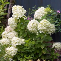 LITTLE LIME® Hydrangea -Compact Flowering Shrub- Hardy - Proven Winners - 4" Pot