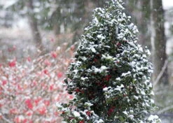 Castle Spire® Blue Holly - Ilex - 4" Pot - Proven Winners -Plant Shop ilexcastlespire2 26054.1615344546