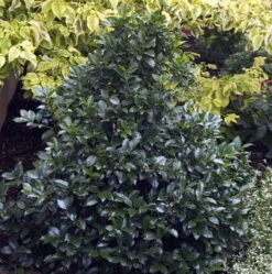 Castle Spire® Blue Holly - Ilex - 4" Pot - Proven Winners -Plant Shop ilexcastlespire3 25555.1615344546