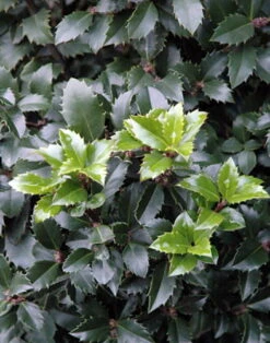 Castle Spire® Blue Holly - Ilex - 4" Pot - Proven Winners -Plant Shop ilexcastlespire4 60383.1615344546