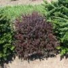 Sunjoy Mini Maroon® Barberry - 4" Pot - Berberis