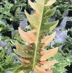 Rarest In The World! Ring Of Fire Philodendron - 4" Pot 11 Rarest In The World! Ring Of Fire Philodendron - 4" Pot -Plant Shop img 0086 80786.1682435310