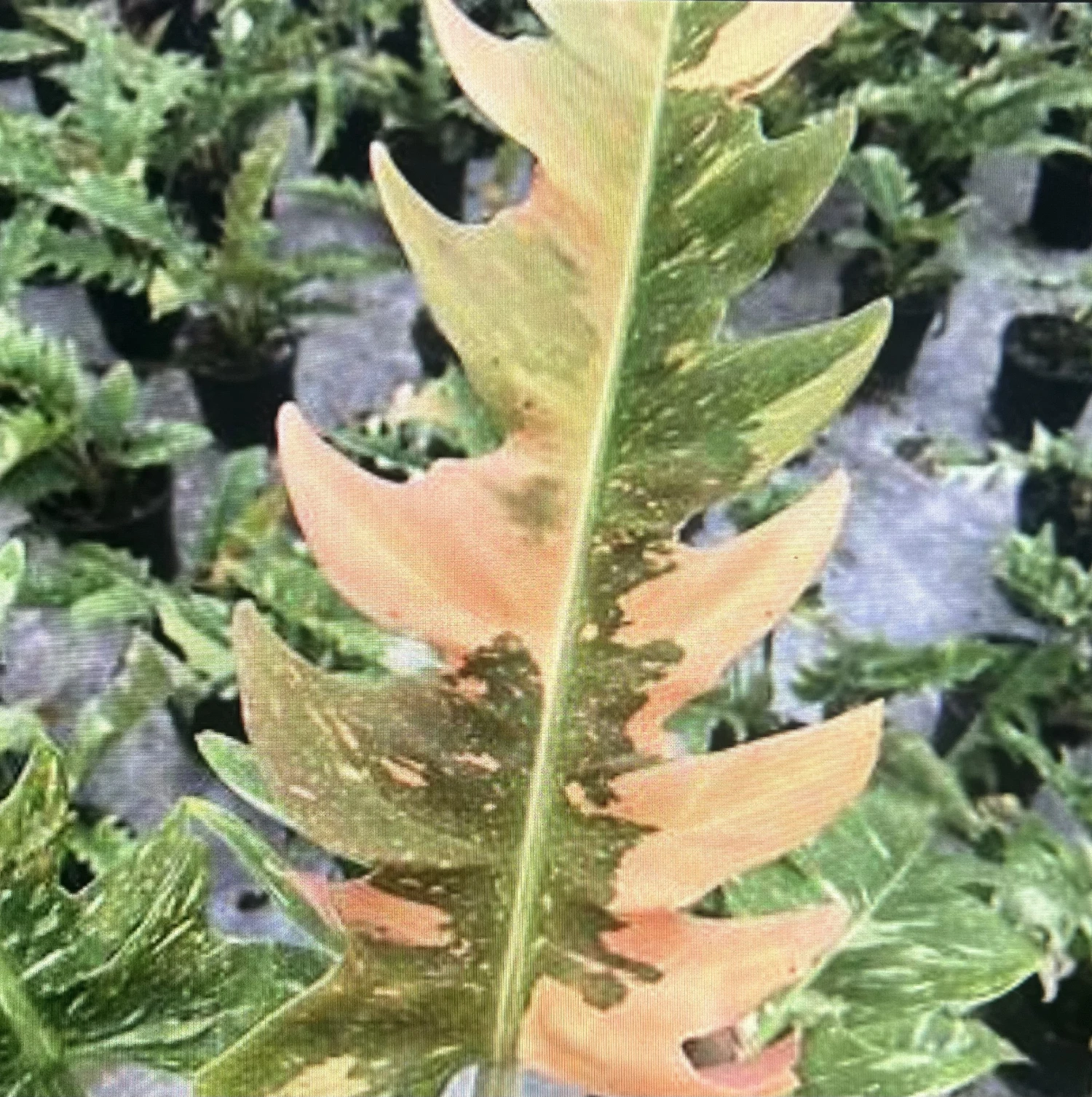 Rarest In The World! Ring Of Fire Philodendron - 4" Pot 5 Rarest In The World! Ring Of Fire Philodendron - 4" Pot - Image 5