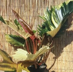 Rarest In The World! Ring Of Fire Philodendron - 4" Pot 9 Rarest In The World! Ring Of Fire Philodendron - 4" Pot -Plant Shop img 0088 31744.1682435310