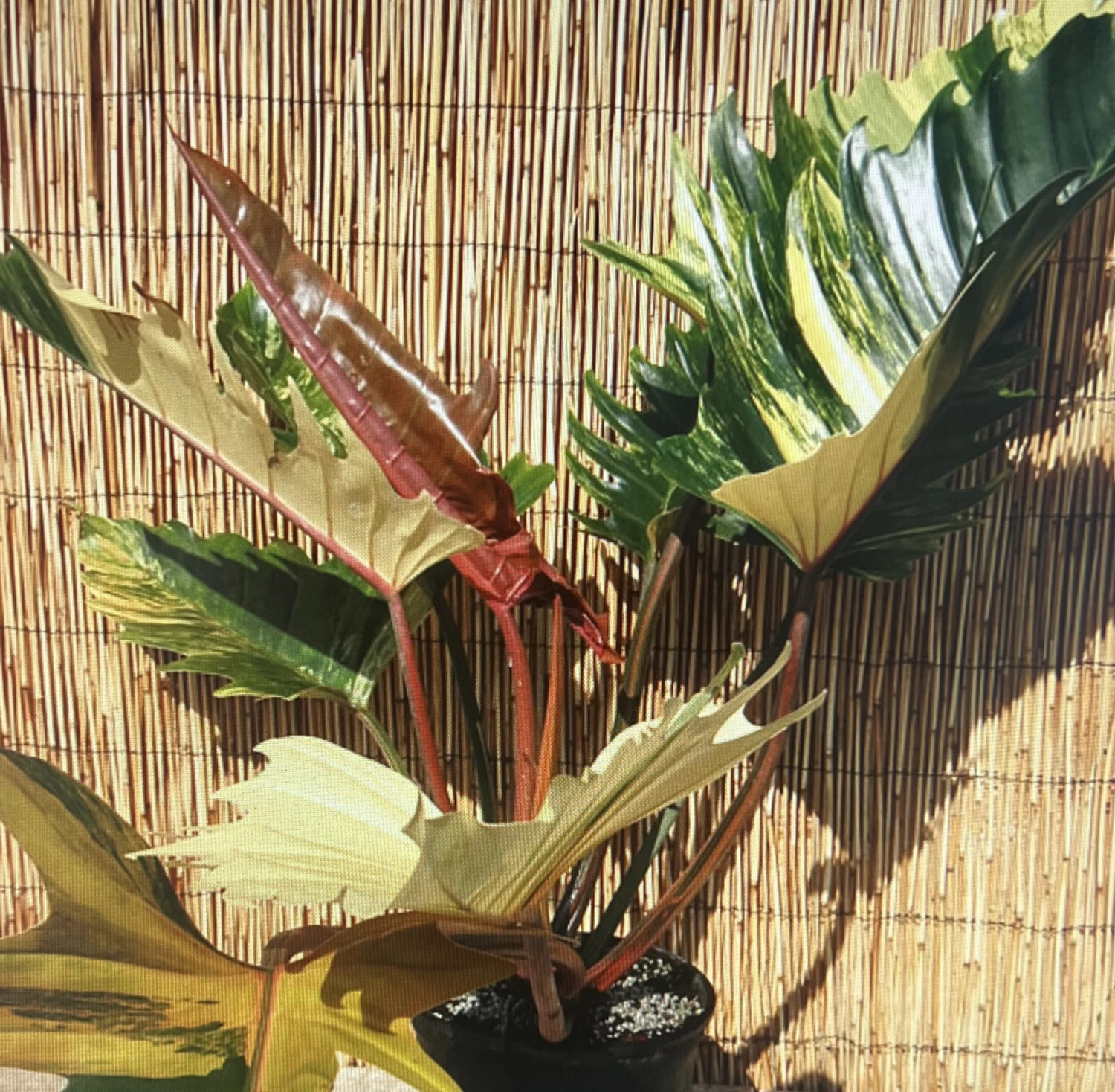 Rarest In The World! Ring Of Fire Philodendron - 4" Pot 3 Rarest In The World! Ring Of Fire Philodendron - 4" Pot - Image 3