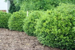 NEWGEN FREEDOM® Boxwood - 4" Pot - Buxus - Indoors Or Out -Plant Shop img 4806 11694.1648736589