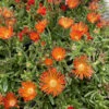 Ocean Sunset™ Orange Vibe Ice Plant - Delosperma - Gallon Pot