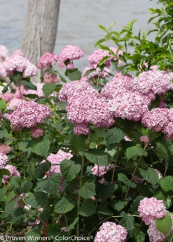 Incrediball® Blush Hydrangea Perennial - Huge Flowers - 4" Pot - Proven Winners -Plant Shop incrediball blush hydrangea 5 80002.1615344657