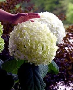 Incrediball® Hydrangea Perennial - Huge Flowers - 4" Pot - Proven Winners -Plant Shop incrediballhy421 54899.1615344504