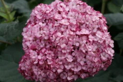 Invincibelle Mini Mauvette® Hydrangea - 4" Pot - Proven Winners -Plant Shop invincibelle mini mauvette purple hydrangea arborescens 50887.1615344664
