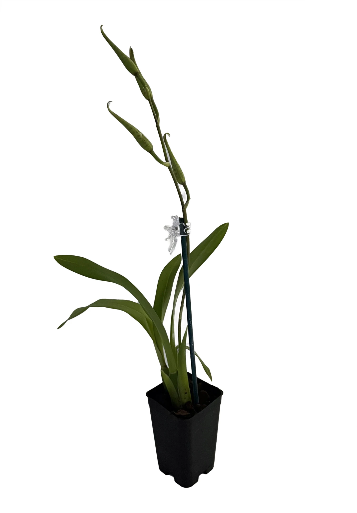 C.M. Fitch Izumi Orchid - Miltassia - 2" Pot - Collector Orchids 1 C.M. Fitch Izumi Orchid - Miltassia - 2" Pot - Collector Orchids