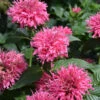Sugar Buzz® Bubble Gum Blast Bee Balm - Monarda - Pink - Gallon Pot