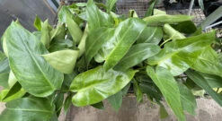 Rare Jose Buono Philodendron - 4" Pot - Collector's Series -Plant Shop jbgroup 23208.1668629051