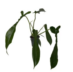 Joepii Philodendron - 4" Pot - Trending/Collector's Series