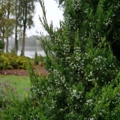 GIN FIZZ® Juniper - Juniperus Chinensis - Proven Winners - 4" Pot -Plant Shop juniperus gin fizz 3 1080 1080 60 76132.1615344696
