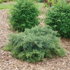 Montana Moss™Juniper - Juniperus Chinensis - Proven Winners - 4" Pot -Plant Shop juniperus montana moss 3 1080 1080 60 46341.1615344697