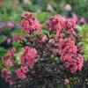 CENTER STAGE® Coral Crapemyrtle - Lagerstroemia Indica - Proven Winners - 4" Pot