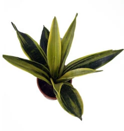 La Rubia Snake Plant - Sansevieria - 6" Pot - Collector's Series -Plant Shop larubia2 56624.1632171096
