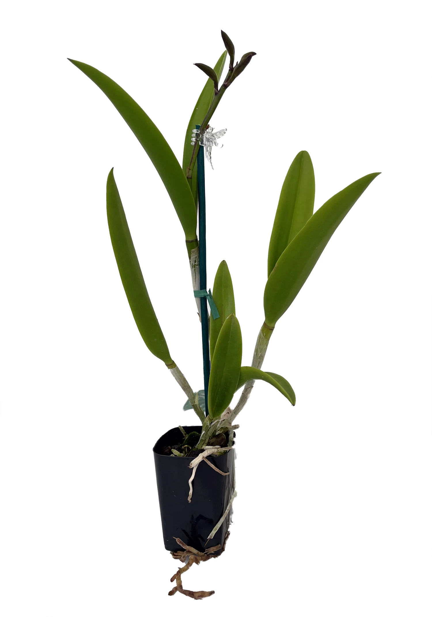 Cattleya Leopoldii Var Albina X Brassavola Nodosa Orchid - 2" Pot - Collectors 1 Cattleya Leopoldii Var Albina X Brassavola Nodosa Orchid - 2" Pot - Collectors