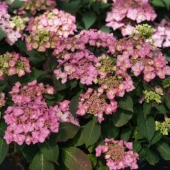 LET’S DANCE CAN DO!® PPAF Hydrangea Bush - 4" Pot - Proven Winners -Plant Shop lets dance cancan hydrangea serrata 5 1080 1080 60 51819.1615344728