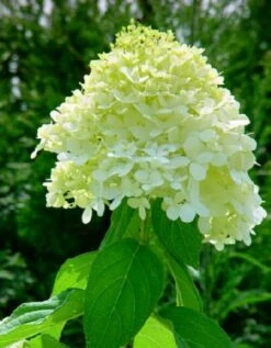 LITTLE LIME® Hydrangea -Compact Flowering Shrub- Hardy - Proven Winners - 4" Pot -Plant Shop limelight3 79811.1615344509