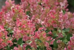 Little Quick Fire® Hydrangea - 4" Pot - Proven Winners