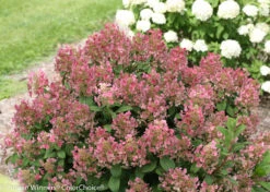 Little Quick Fire® Hydrangea - 4" Pot - Proven Winners -Plant Shop little quick fire hydrangea 3995 48671.1615344647
