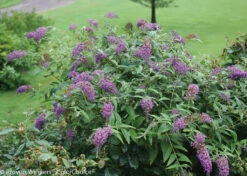 Lo & Behold® Buddleia X Purple Haze PPAF - Butterfly Bush-4"Pot-Proven Winners