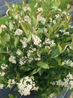 LOW SCAPE HEDGER® Chokeberry - 4" Pot - Aronia - Proven Winners -Plant Shop low scape hedger aronia flowers 35163.1615344635