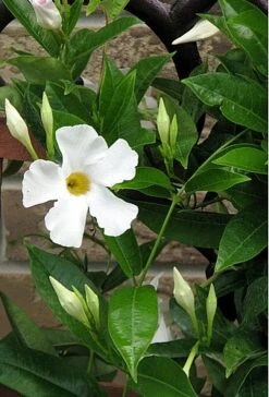 White Brazil Jasmine Plant - Mandevilla/Dipladenia - 6" Pot/Trellis 15 White Brazil Jasmine Plant - Mandevilla/Dipladenia - 6" Pot/Trellis -Plant Shop mandevilleawhite1 58278.1682318196