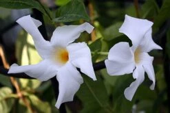 White Brazil Jasmine Plant - Mandevilla/Dipladenia - 6" Pot/Trellis 10 White Brazil Jasmine Plant - Mandevilla/Dipladenia - 6" Pot/Trellis -Plant Shop mandevilleawhite2 57363.1682318195