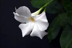 White Brazil Jasmine Plant - Mandevilla/Dipladenia - 6" Pot/Trellis 11 White Brazil Jasmine Plant - Mandevilla/Dipladenia - 6" Pot/Trellis -Plant Shop mandevilleawhite3 61742.1682318195