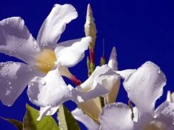 White Brazil Jasmine Plant - Mandevilla/Dipladenia - 6" Pot/Trellis 14 White Brazil Jasmine Plant - Mandevilla/Dipladenia - 6" Pot/Trellis -Plant Shop mandevilleawhite4 93477.1682318196