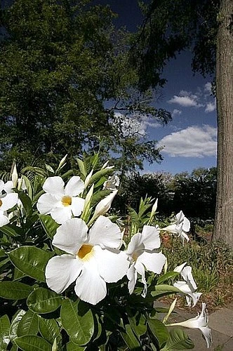 White Brazil Jasmine Plant - Mandevilla/Dipladenia - 6" Pot/Trellis 5 White Brazil Jasmine Plant - Mandevilla/Dipladenia - 6" Pot/Trellis - Image 5