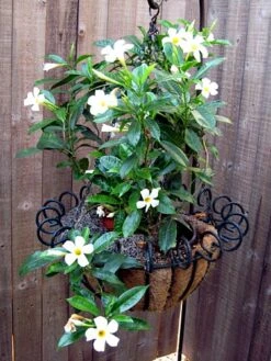 White Brazil Jasmine Plant - Mandevilla/Dipladenia - 6" Pot/Trellis 13 White Brazil Jasmine Plant - Mandevilla/Dipladenia - 6" Pot/Trellis -Plant Shop mandevilleawhite6 33393.1682318196