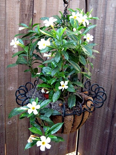White Brazil Jasmine Plant - Mandevilla/Dipladenia - 6" Pot/Trellis 6 White Brazil Jasmine Plant - Mandevilla/Dipladenia - 6" Pot/Trellis - Image 6