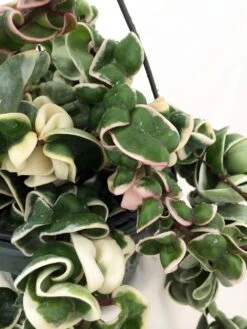 Variegated Hindu Rope Plant - Hoya Carnosa Variegata - 4" Pot -Plant Shop maturehoyavarrope20copy 42451.1675963864