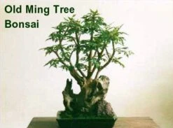 Ming Aralia Tree - Polyscias Fruticosa - Indoor - 6" Pot -Plant Shop mingaralia4 79104.1615344753